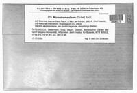 Microstroma album image